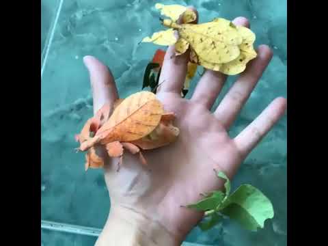 Bu yaprakları sakın buruşturmayın. Çünkü onlar canlı !
