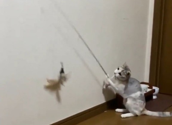 Balık avcısı kedi olta kamışı kullanıyor