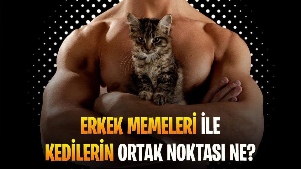 Erkek Memeleri, Kaliko Kedileri ve Kadınların Ortak Noktası