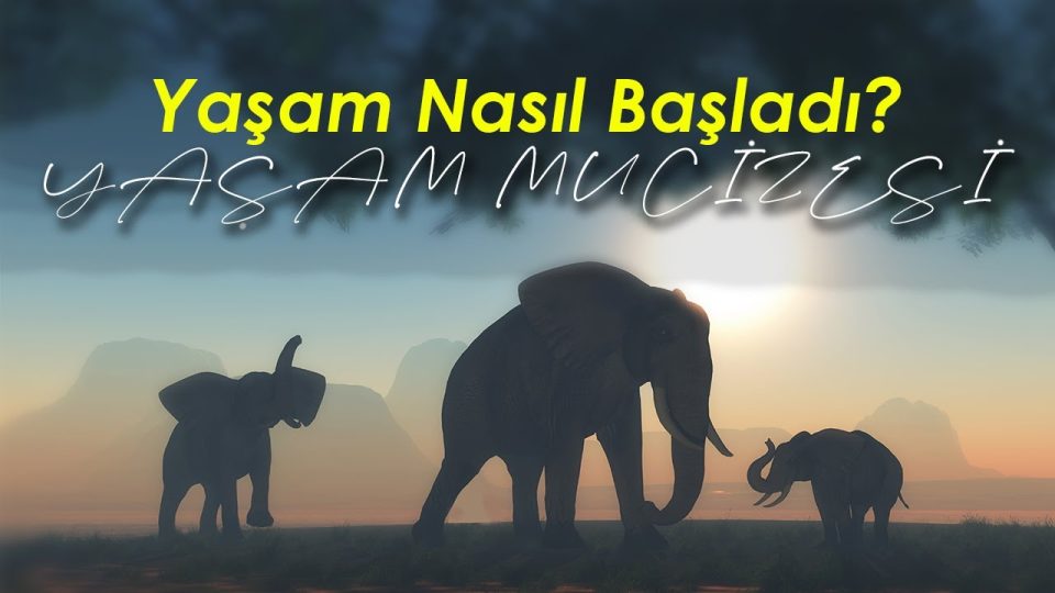 Yaşamın kısa hikayesi - Dünyada yaşam nasıl başladı ?