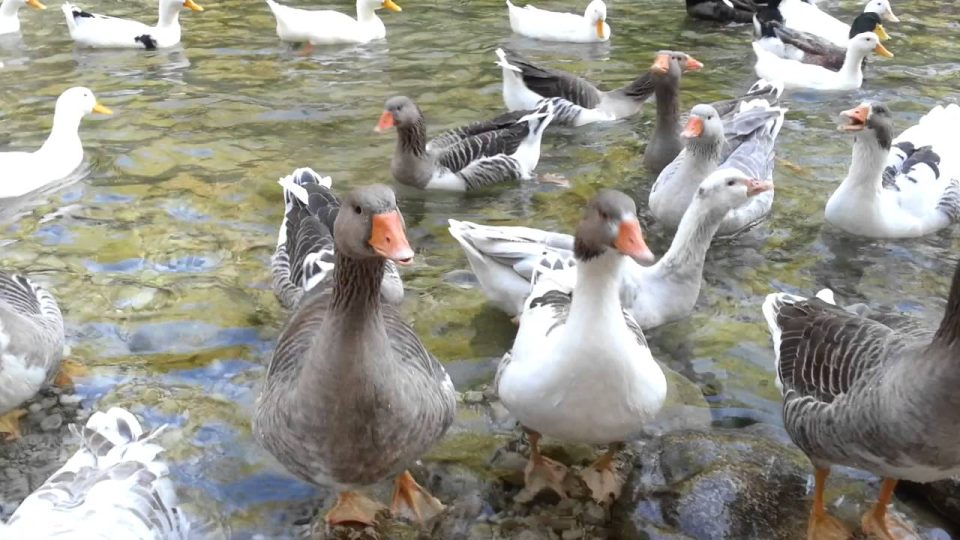 Yarıkpınar deresinde kazlar ve ördekler - muhteşem doğa - Holiday in Kemer Antalya