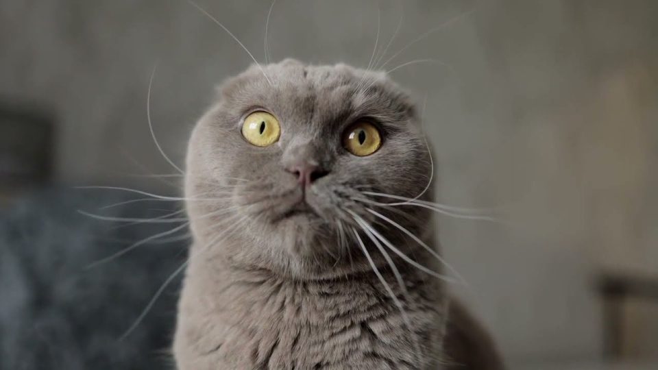 Çekim Yapılmasından Hiç Hoşlanmayan Kedi