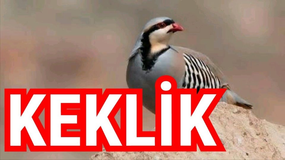 Keklik - Keklikler hakkında bilgi keklik türleri