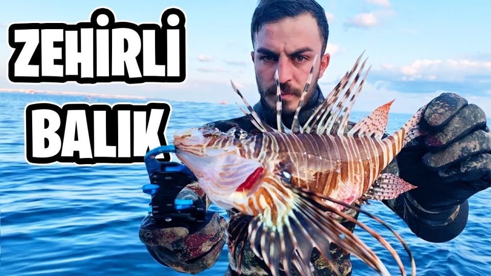 Aslan Balığı Hakkında Bilgi - Akdenizi istila eden balık türleri
