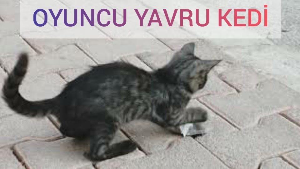 Yavru kedi bulduğu her şeyle oynuyor 😅❤😊