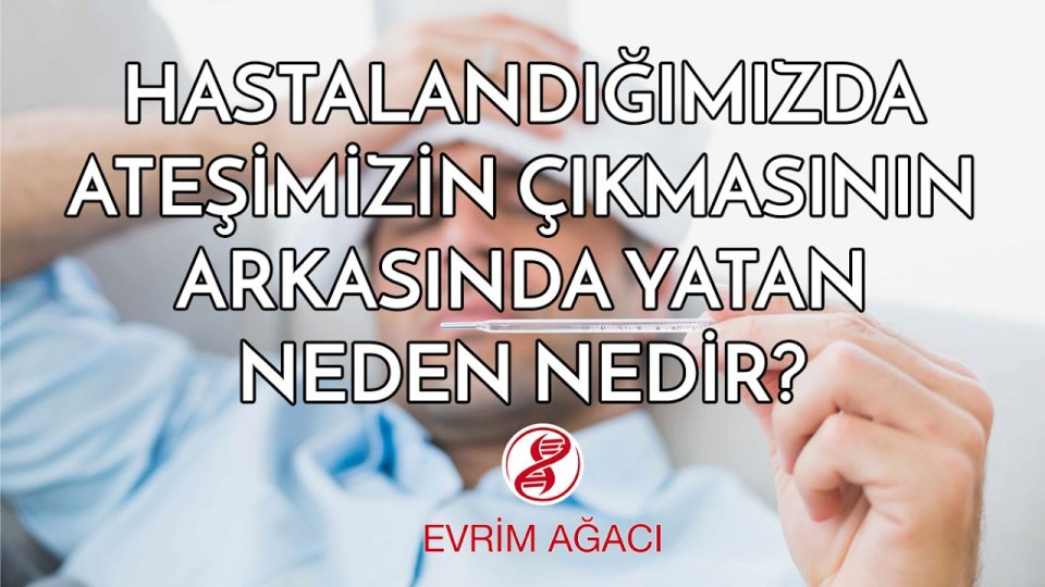 Hastalık Olduğumuzda Ateşimiz Neden Yükselir ?