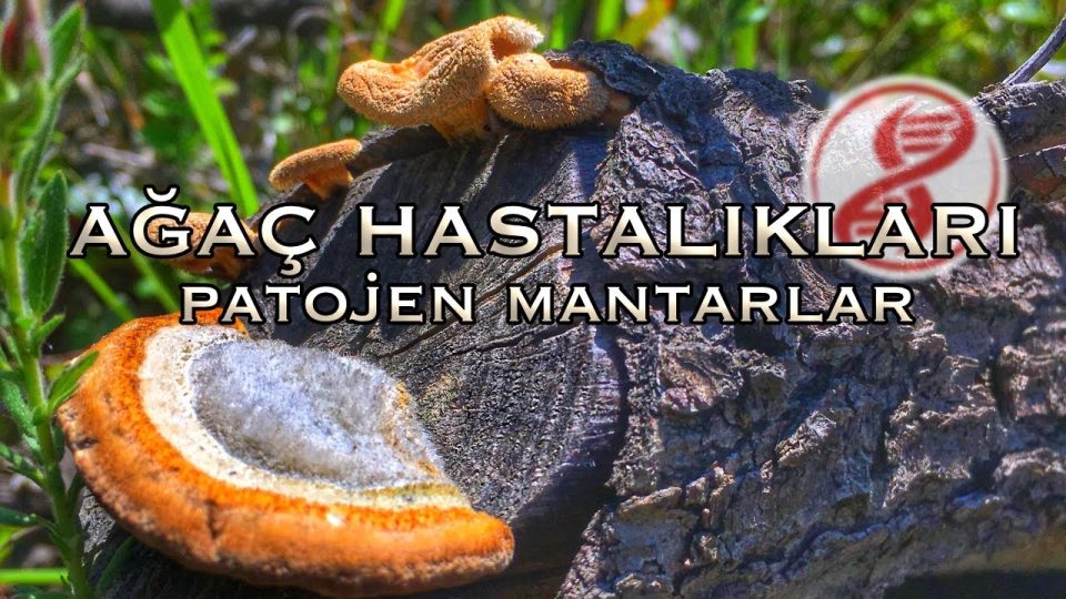 Ağaçlar Hastalanır mı?
