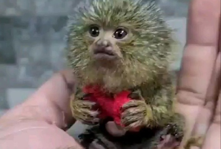 Dünyanın en küçük maymunu: Marmoset (video)
