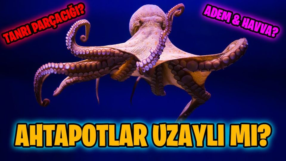 Ahtapotlar Uzaydan, Higgs Bozonu Tanrı'dan, Tüm İnsanlar Adem ve Havva'dan mı Geldi?