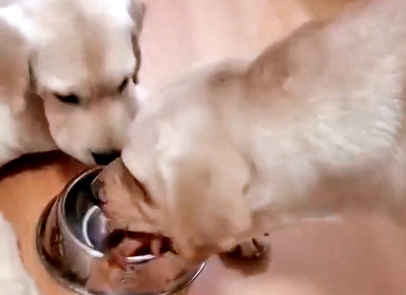 Anne köpek yavrusunun yemeğini koruyor