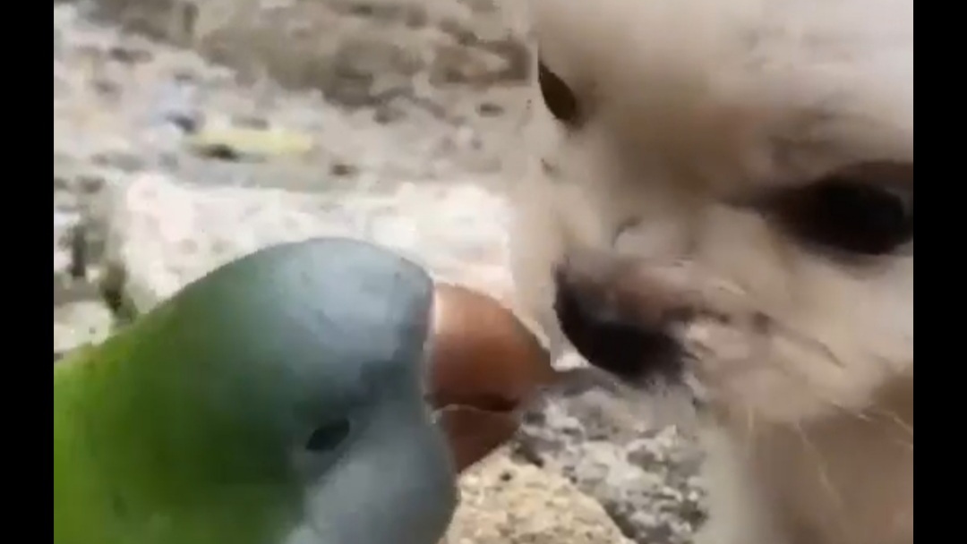 Sevgi öğren hayvandan